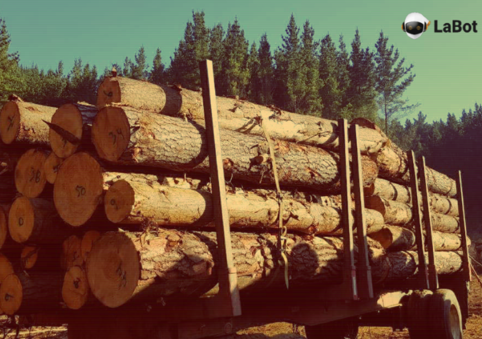 La investigación por robo de madera que expuso las debilidades de la certificación forestal (I)